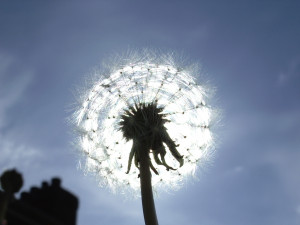 Love Tut.com Quotes | Lynn A. Robinson