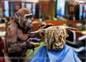 Funny Barber For Perfect Haircut
