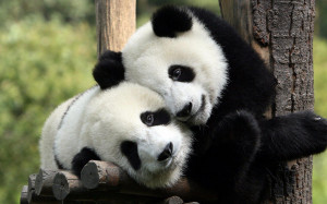 Panda-Hug.jpg#panda%20hugs%202560x1600