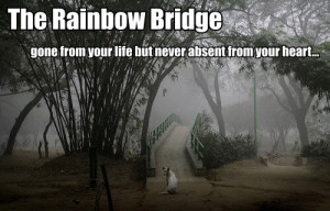 Forum My dog is not well Ethel passed away this morning (25)