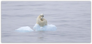 Polar Mother Bear protecting her cub to reach shore after the ice ...