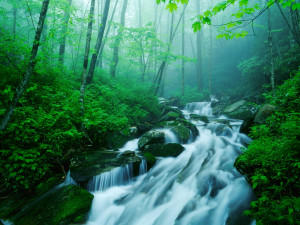 Nature Scenes - Rivers and Creeks n° 1 (Fiumi e Insenature)