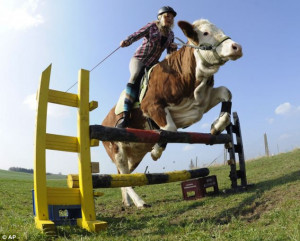 The animals were not the first show-jumping cows - the novelty act has ...
