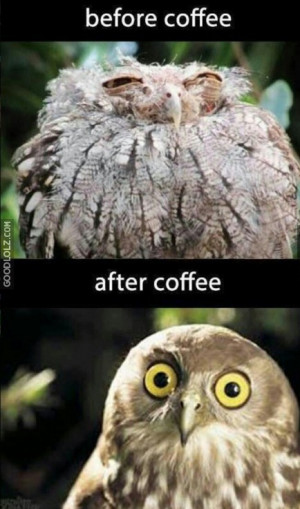 owl before and after morning coffee funny meme