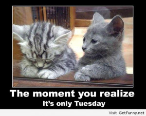 funny, funny animals, funny christmas, funny comics, funny kids, funny ...