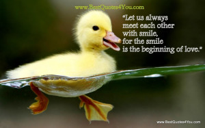 ... Life Gallery: Best Quotes About Life And The Picture Od Little Duck