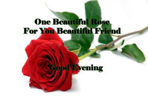 One Beautiful Rose For You Beautiful Friends - Good Evening Quote