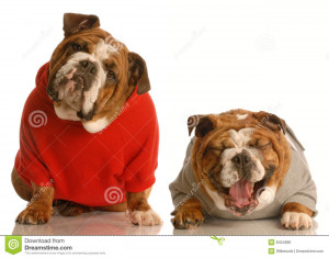 English Bulldog And Pug Funny