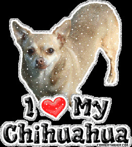 on more sites get code i love my chihuahua picture