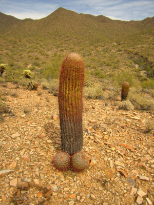 went to Arizona for spring break. Arizona was very happy to see me