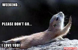 weekend, please don't go, i love you, funny animals pictures