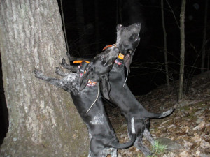 ... : Stud Dog and Kennel Promotion > Estep's Big Game and Coon Hounds