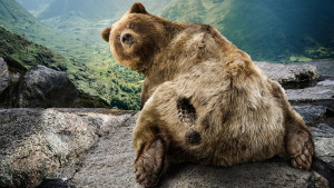 Funny Bear - Wallpaper #31498