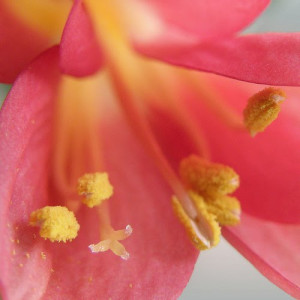 check out my full load pollen by OliBac @ flickr