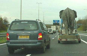 Elephant In Car Trailer ..Funny Pictures By Cool Fun Pics