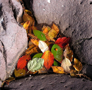 temperance brennan salary