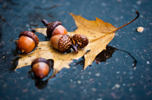 Autumn acorn, oak leaf, rain, puddle, asphalt wallpaper