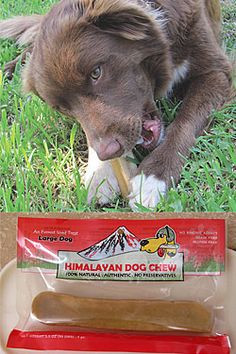 Healthy chew for all the pups in your life Himalayan Dog Chew - Large ...