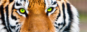 ve Got the Eye of the Tiger…