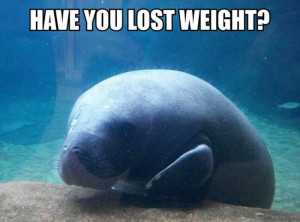 The Calming Manatee