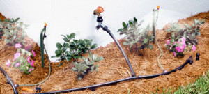 Installing a Drip Irrigation System in Your Garden
