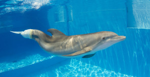 ... to start off with than the most famous dolphin in the world winter