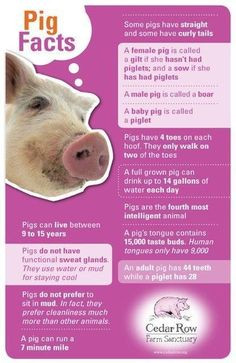Keep Calm and Love Pigs -13X19 Poster-(Featured in Powder Pink) Buy 3 ...