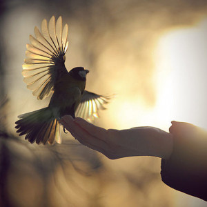 animal, beautiful, bird, fly, flying, sun, sunset, wings