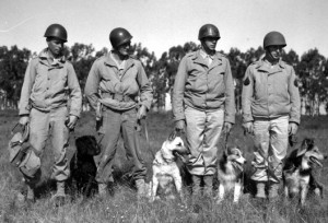 German war dogs from World War I: