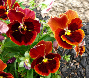 Quotes about Pansies