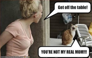 Cute cat pictures funny sayings