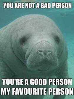 manatee calming manatee