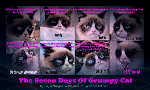 Grumpy Cat Birthday Quotes Grumpy cat-7 days-monday's