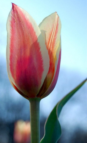 Tulip close-up via www.Facebook.com/PositivelyBeautiful