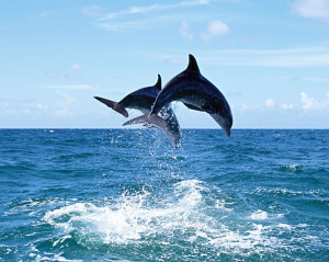 Beautiful and Human Friendly Dolphin Fish