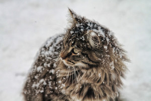 ... snowing winter wonderland snowfall catporn vintage winter winter cat