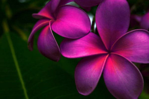Purple Plumeria's Tattoo Ideas, Pink Flower, Plumeria Tattoo, Tropical ...