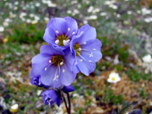 wood on the proposed arctic national wildlife refuge 1958 59