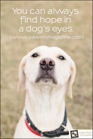 dog-quotes-toronto-dog-photographer-April