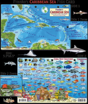 Caribbean Sea Fish