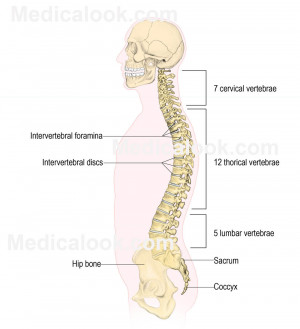 Spinal Column Anatomy Gallery