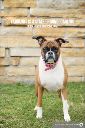 Dog Would Say Quotes