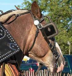 Horse With Blinders 234 x 249 · 15 kB · jpeg, Horse With Blinders