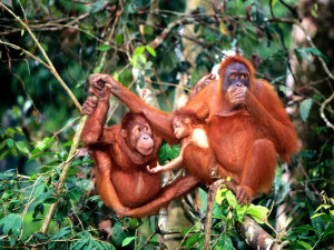 Orangutans are endangered animals despite their cute looks we almost