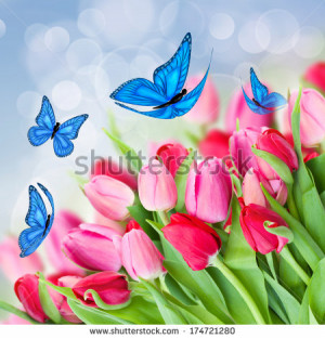 ... tulips red yellow butterfly summer spring facebook cover picture