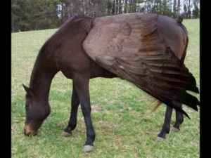 Funny Animals Freaky Animals