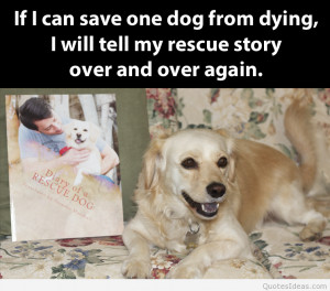 if-i-can-save-one-dog-from-dying-i-will-tell-my-rescue-story-over-and ...