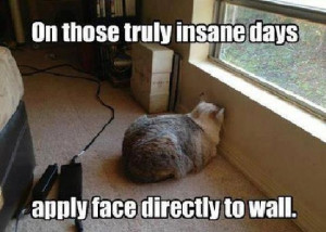 ... day! #funny #pets #cats funny pets cats pictures bestpetinsurancer
