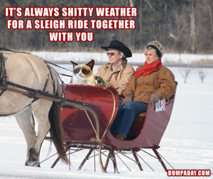 ... weather for a sleigh ride together with you, angry cat, dumpaday