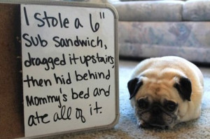 Funny-Pictures-Pug-shaming.jpg